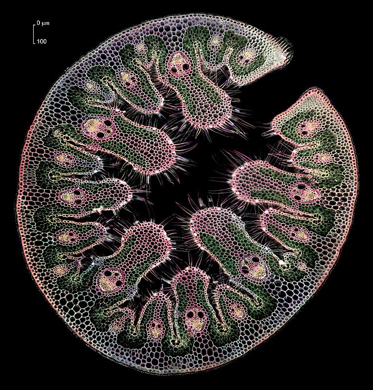 CT feuille d'Oyat au microscope | Biology art, Bio art, Microscopic ...