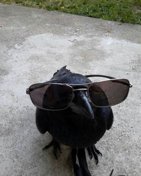 60 Funny Animal Pictures - Funnyfoto 60 Funny Animal Pictures - Funnyfoto