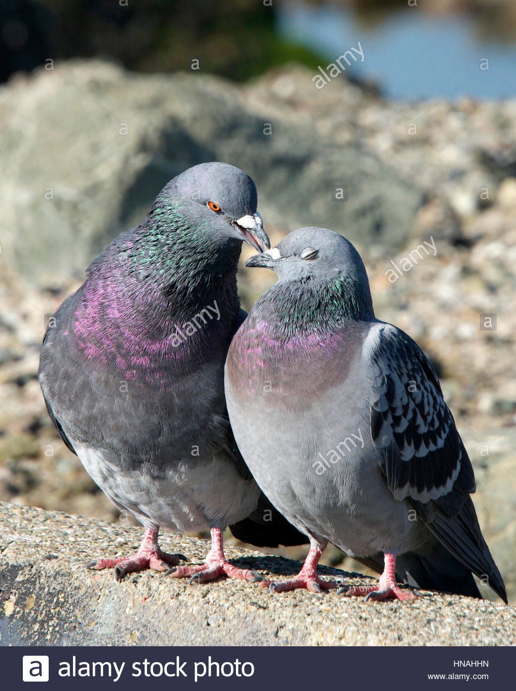 Feral Couples