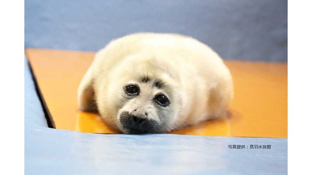 可愛すぎて悶絶 アザラシの赤ちゃんがまるで ぬいぐるみ みたい 鳥羽水族館に聞いてみた Fnn Jpプライムオンライン アザラシ 赤ちゃん アザラシ 赤ちゃん 名前 可愛すぎて悶絶 アザラシの赤ちゃんがまるで ぬいぐるみ みたい 鳥羽水族館に聞いてみた Fnn Jpプライムオンライン アザラシ 赤ちゃん アザラシ 赤ちゃん 名前