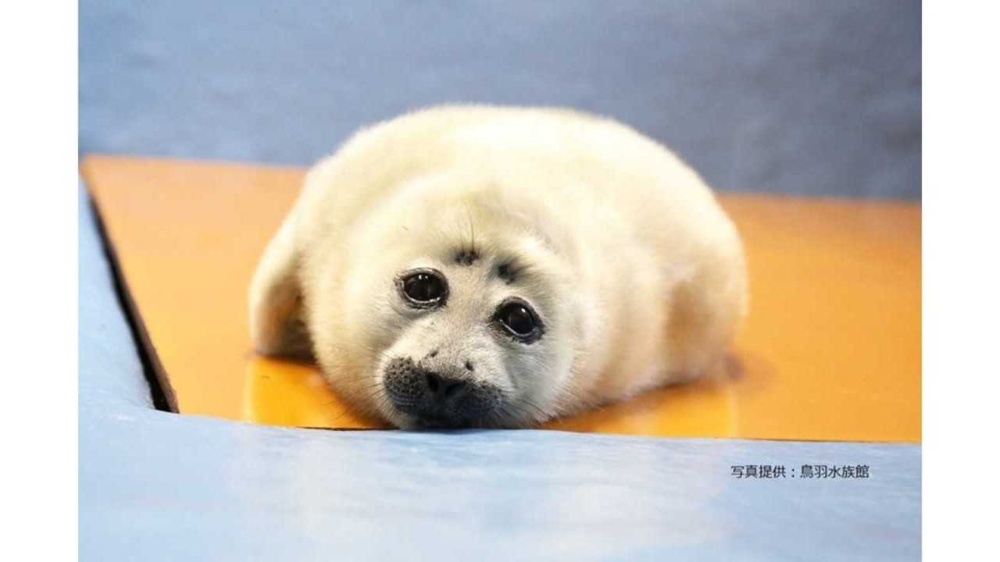 可愛すぎて悶絶 アザラシの赤ちゃんがまるで ぬいぐるみ みたい 鳥羽水族館に聞いてみた Fnn Jpプライムオンライン アザラシ 赤ちゃん アザラシ 赤ちゃん 名前