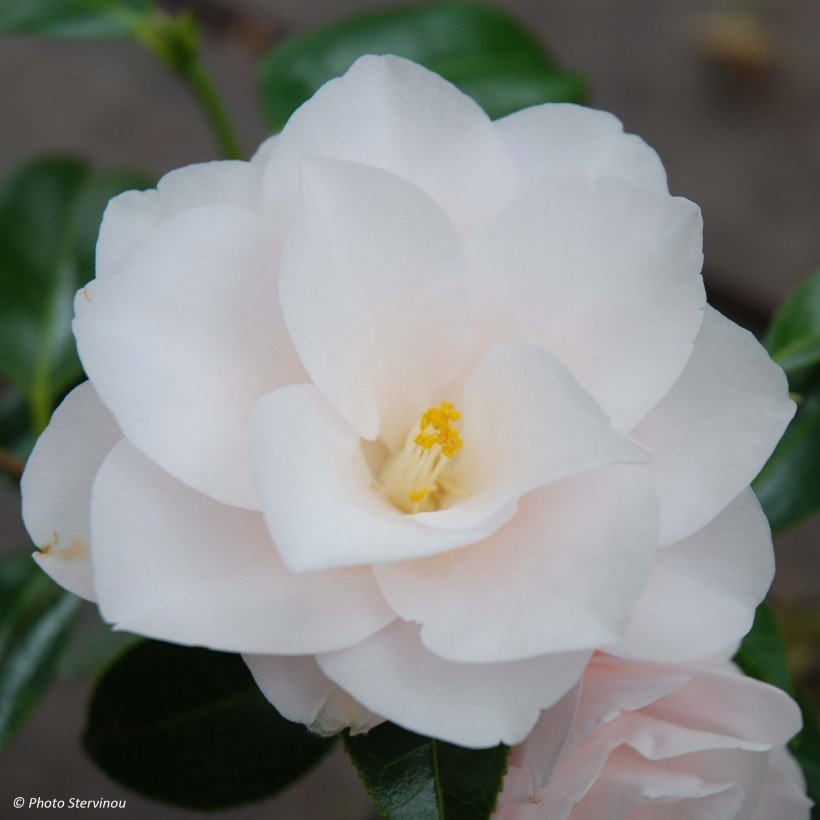 Camellia Plant, Camellia Japonica, Flowering Bonsai Tree, Bonsai Flower, Bonsai Garden, Garden Pots, Evergreen Hedge, Easy Waves, Tree Seeds