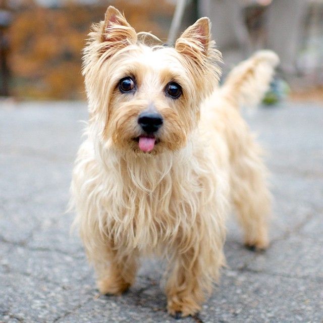 Emma Cairn Terrier Cairn Terrier Riverside Park Terrier