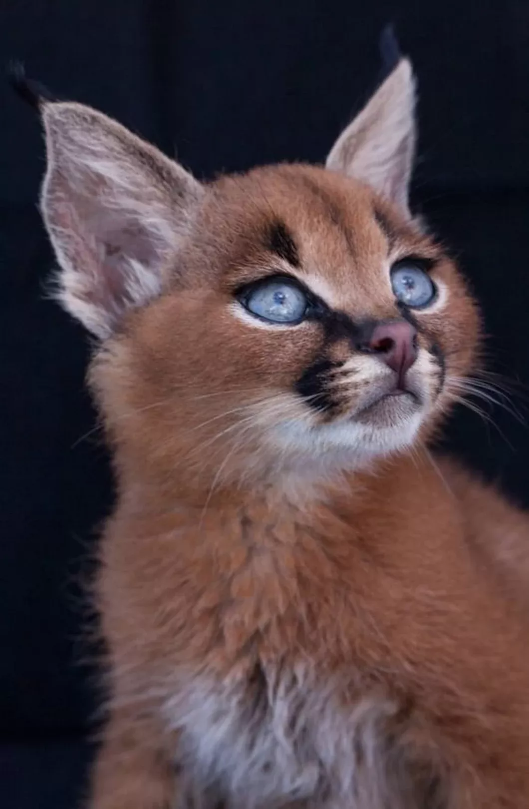 Welcome Bengal Beautiful Cats Welcome Bengal Beautiful Cats