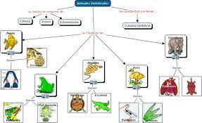 Clasificación Del Reino Animal Clasificación De Animales Vertebrados E Invertebrados Clasificacion Del Reino Animal