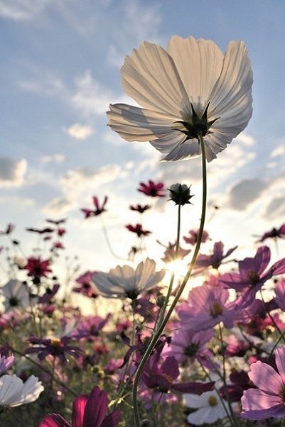 Pin by Shari Warren Art and Design on Op de boerderij | Wonderful ...