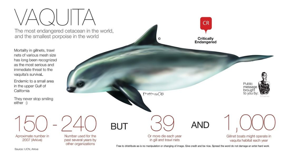 Vaquita porpoise Gulf Of California, Dugong, Porpoise, Endangered Species, Endangered Fish, Rare Species, Cetacean, Extinct Animals, Sea Otter