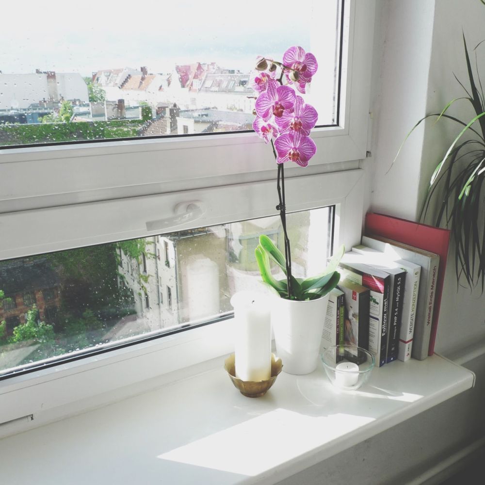houseplants as home health monitors