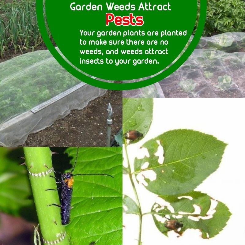 Safe And Effective Ways Of Natural Pest Control 101 Gardening Ideas Natural Pest Control Organic Pesticide Pest Control Safe And Effective Ways Of Natural Pest Control 101 Gardening Ideas Natural Pest Control Organic Pesticide Pest Control