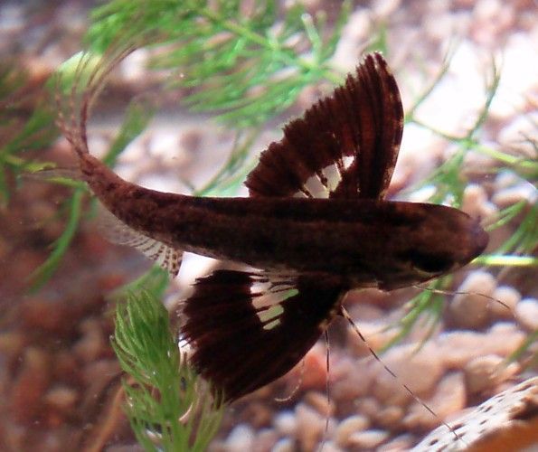 predators the butterfly fish