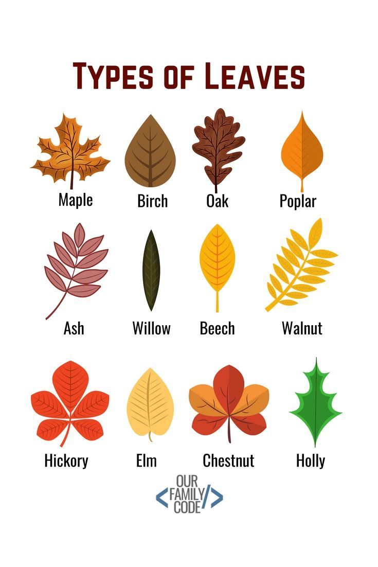 Chalk Pastel Leaf Rubbings STEAM Activity #leafcrafts