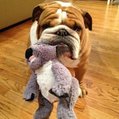 All The Things I Enjoy About The Friendly Bulldog Pups