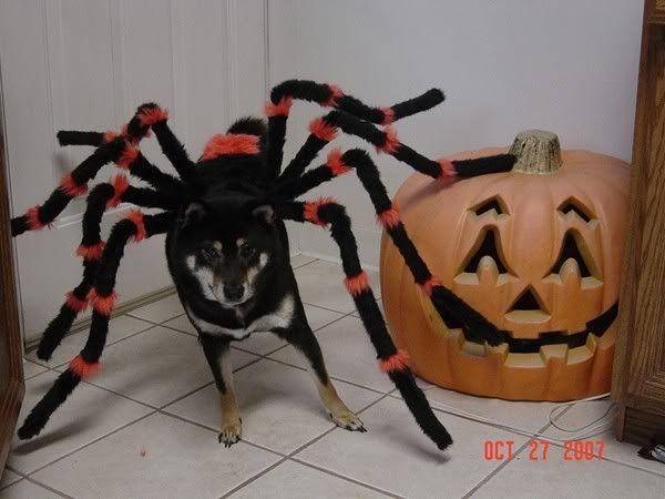German Shepherd Spider Costume Video Goldenacresdogs German Shepherd Spider Costume Video