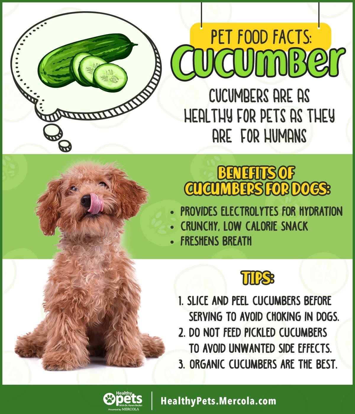 Idea By Heather Hejduk On Dogs Healthy Veggies Foods Dogs Can