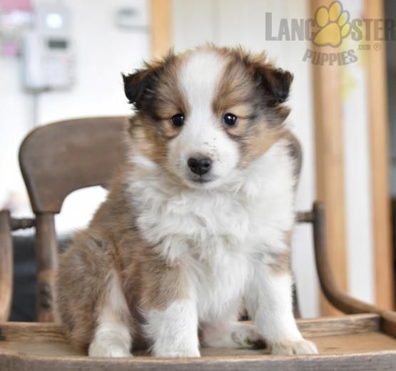#ShetlandSheepdog #Charming #PinterestPuppies #PuppiesOfPinterest #Puppy #Puppies #Pups #Pup #Funloving #Sweet #PuppyLove #Cute #Cuddly #Adorable #ForTheLoveOfADog #MansBestFriend #Animals #Dog #Pet #Pets #ChildrenFriendly #PuppyandChildren #ChildandPuppy #LancasterPuppies www.LancasterPuppies.com Mans Best Friend, Best Friends, Penn Yan, Shetland Sheepdog Puppies, Lancaster Puppies, Puppy Names, Animals Dog, Puppies For Sale, Rottweiler