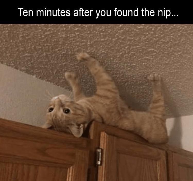 Afternoon Funny Meme Dump 35 Pics Cute Cat Memes Cute Funny