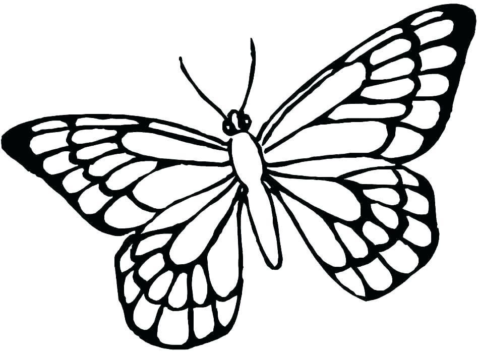 grab your fresh coloring pages of butterflies download