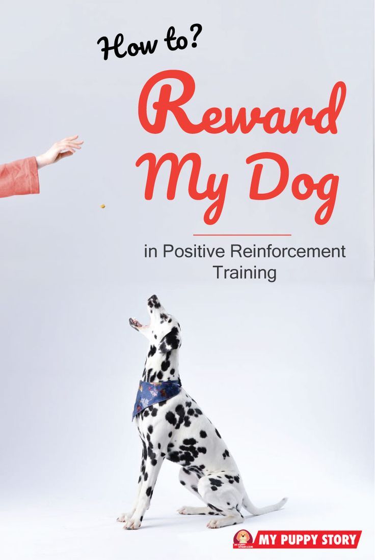 How To Reward Your Dog In Positive Reinforcement Training Dog