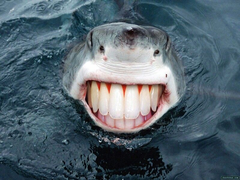 Whats This Nice Shark Or Laughing Shark Funny Commercials Funny