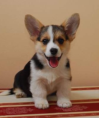 Pembroke Welsh Corgi Cute Corgi Welsh Corgi Puppies Cute Animals