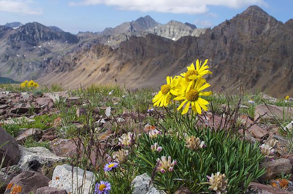 Alpine Wildflowers With Castle Peak 14 265 And Cathedral Peaks Alpine Wildflowers With Castle Peak 14 265 And Cathedral Peaks Behind Photo Taken From Electric P Elk Range Colorado