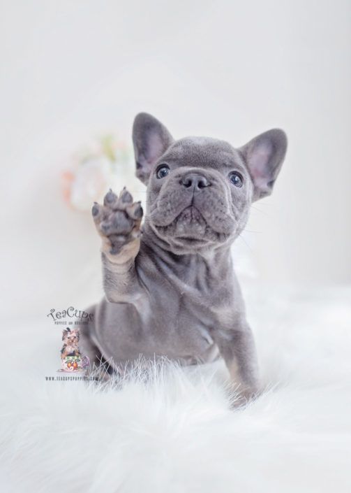 Blue Tan French Bulldog Puppy For Sale Teacup Puppies 130 A