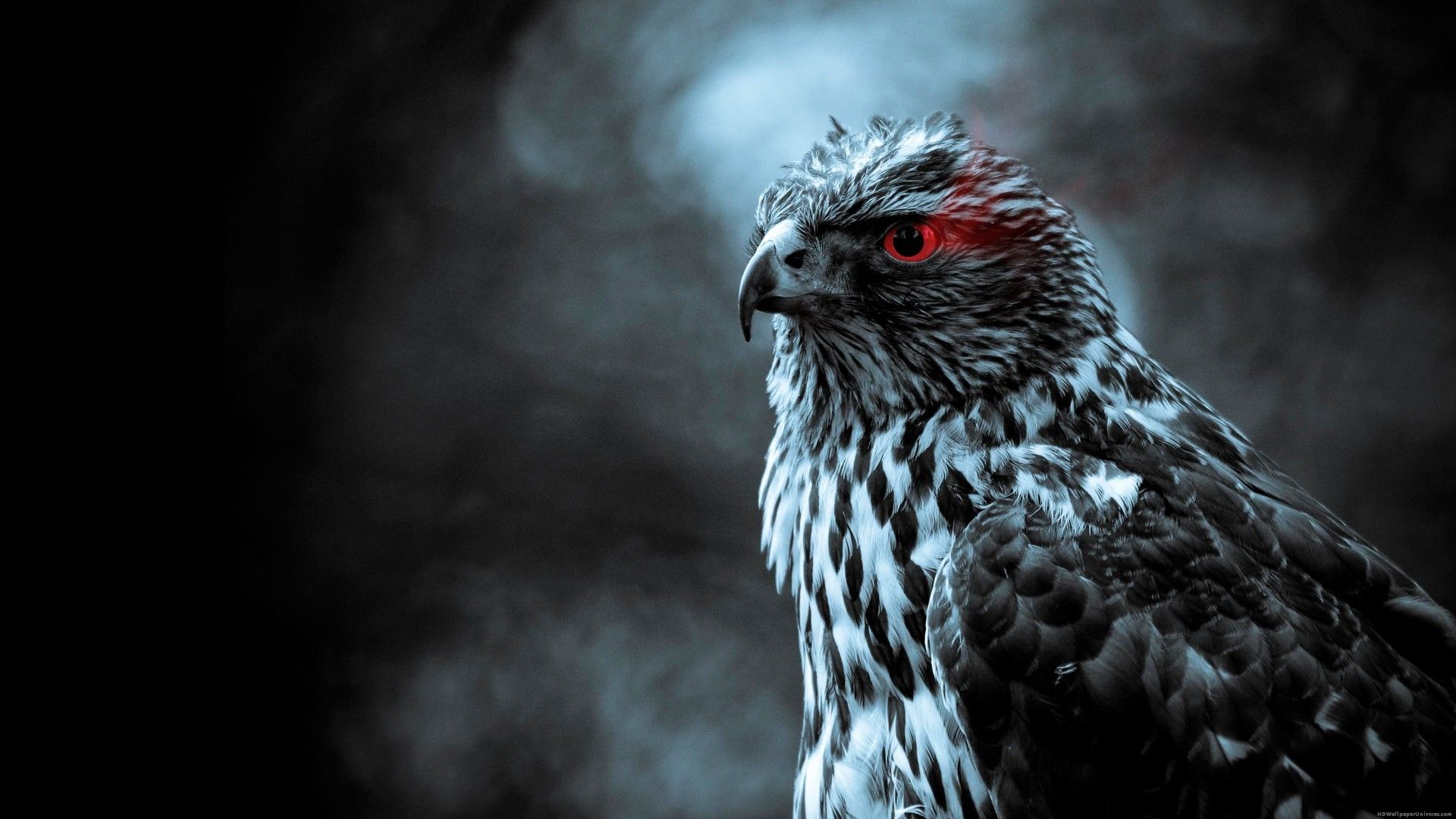 Fischadler Adler Tiere Wilde Tiere Cooler Hintergrund Adler Hintergrund Tier Wallpaper Fischadler Adler Tiere Wilde Tiere Cooler Hintergrund Adler Hintergrund Tier Wallpaper