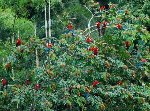 31 Mind Blowing Photographs Of Amazon Forest Amazon Rainforest
