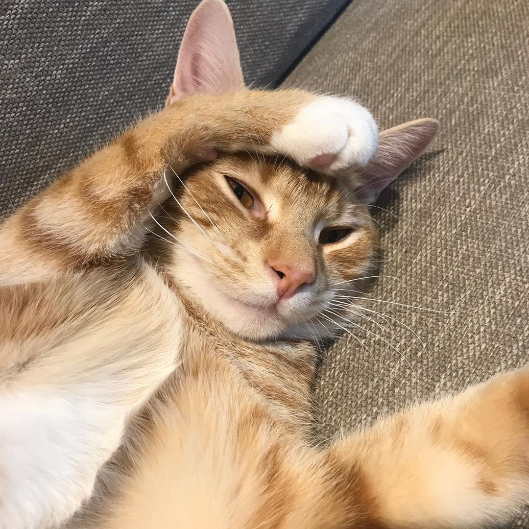 Funny Cats Funnycatsofinstagram Funnycats Fun Cats