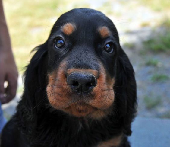 111+ Best Gordon Setter Dog Names Puppies And Kitties, Cute Puppies, Cute Dogs, Doggies, Gordon Setter, Animals And Pets, Baby Animals, Cute Animals, Funny Animals