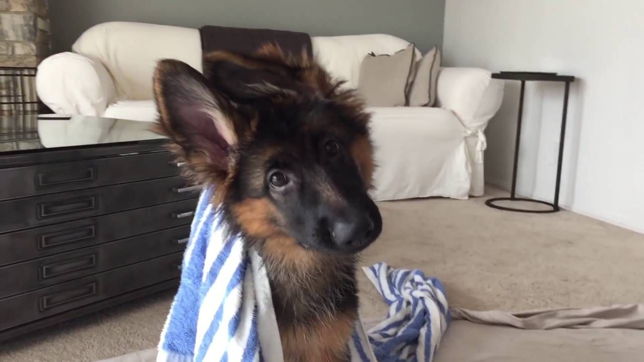 Pin By Arata On Cute 3 German Shepherd Puppies Shepherd