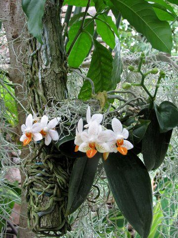 Marsha Fagerstrom uploaded this image to 'Daniel Stowe Botanical Gardens'. See ...