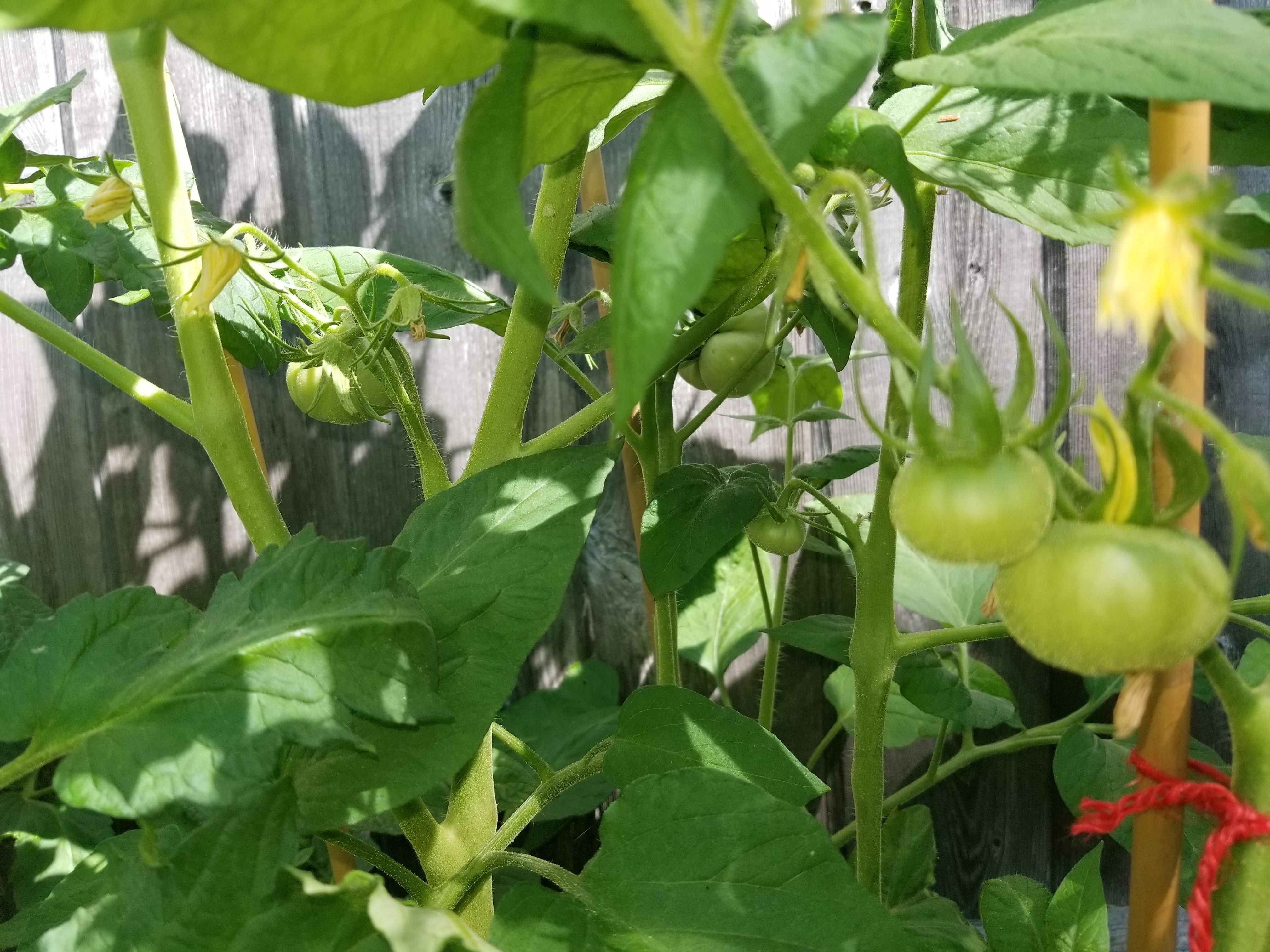 Finally Have Some Tomatoes So Excited #Gardening #Garden #Diy #Home Finally Have Some Tomatoes So Excited #Gardening #Garden #Diy #Home