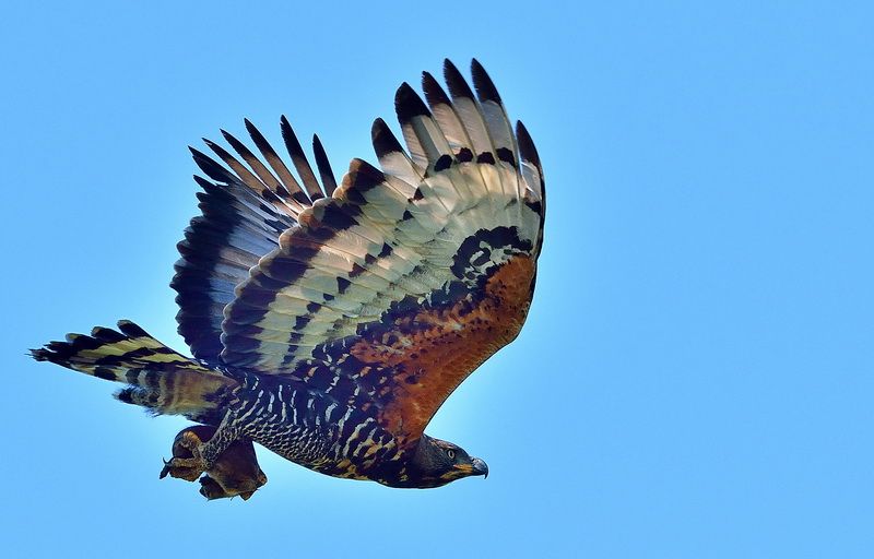 African Crowned Eagle Outdoorphoto Gallery African Crowned Eagle South African Birds Animals African Crowned Eagle Outdoorphoto Gallery African Crowned Eagle South African Birds Animals