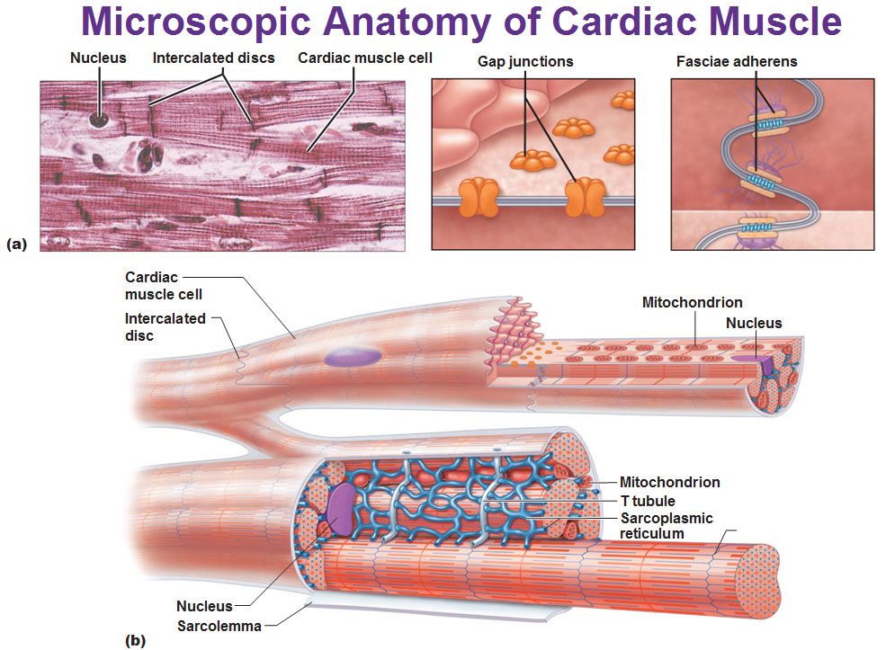 Pin by Kingkan on Anatomy | Cardiac muscle cell, Human anatomy and