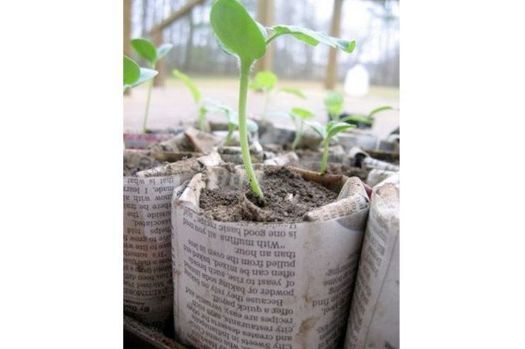 watering seedlings in newspaper pots watering seedlings in newspaper pots