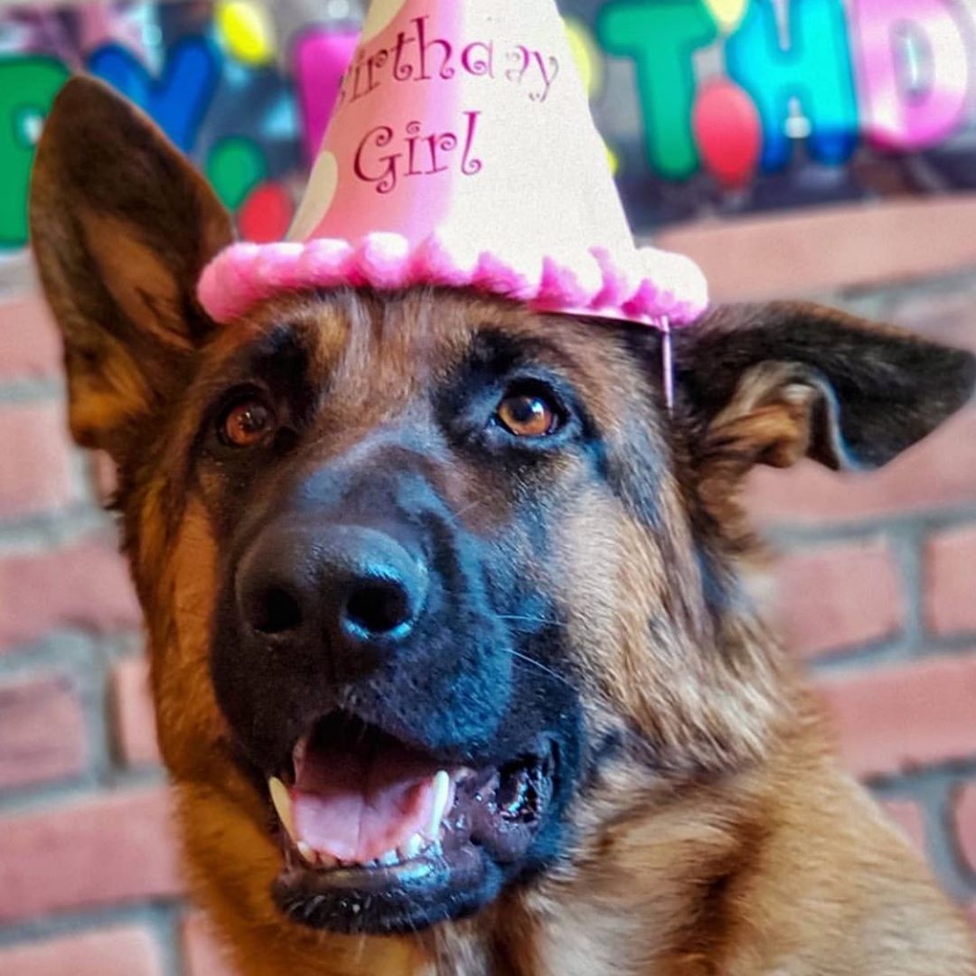 Birthday Photo 19 Happy Belated Birthday Lucy Birthday Photo 19 Happy Belated Birthday Lucy P Happy Dogs Birthday Photos Happy Belated Birthday Birthday Photo 19 Happy Belated Birthday Lucy Birthday Photo 19 Happy Belated Birthday Lucy P Happy Dogs Birthday Photos Happy Belated Birthday
