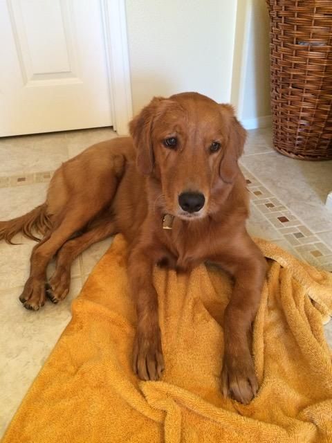 Adopt Phoebe On Dogs Golden Retriever Adoption Golden