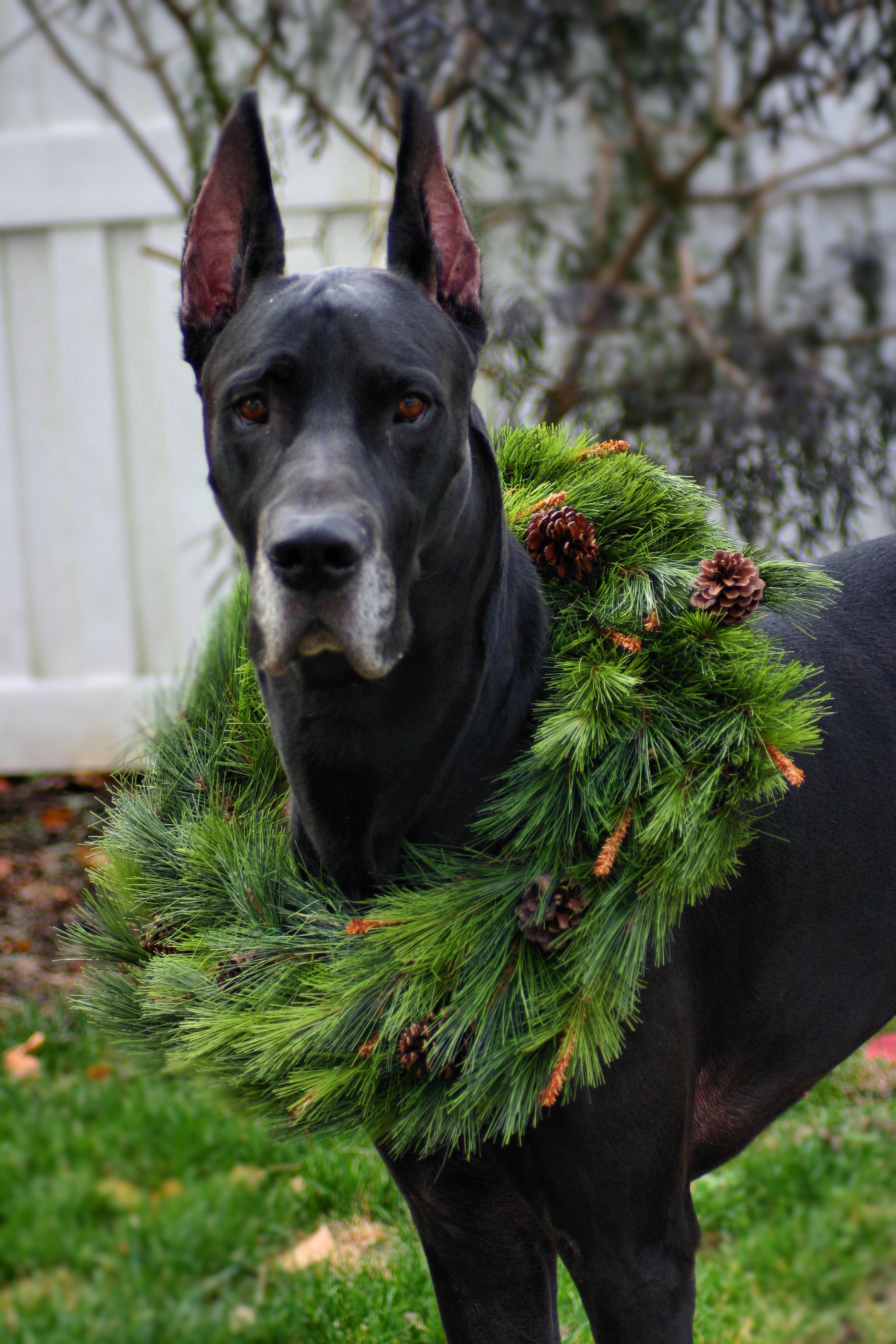 My Great Dane Titan Adorable Christmas Card Great Dane