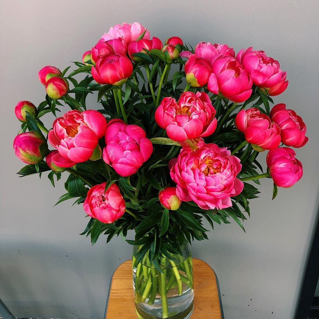 The Lush Lily On Instagram Coral Charm Peonies We Ve Waited All Year For You Beauties In 2021 Coral Charm Peony Peonies Lily