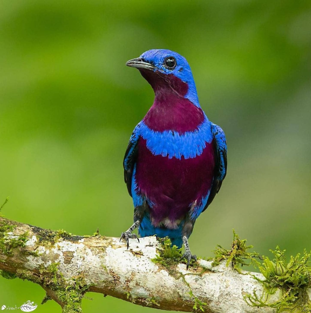 Decked Out In A Suit Of Shimmering Neon Blues And Purples, This Jaw Droppingly Beautiful Bird Clings Onto Survival! - One Big Birdcage