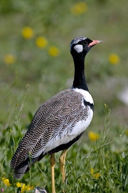 ハジロクロエリショウノガン White-quilled Bustard, Northern Black Korhaan (Afrotis afraoides, Eupodotis afraoides) Beautiful Butterflies, Beautiful Birds, Angel Fish, Like Animals, Vertebrates, Colorful Birds, Birds Flying, Wild Birds, Love Birds