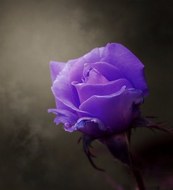 Photo By Photographer Maria Maria Purple Roses Beautiful