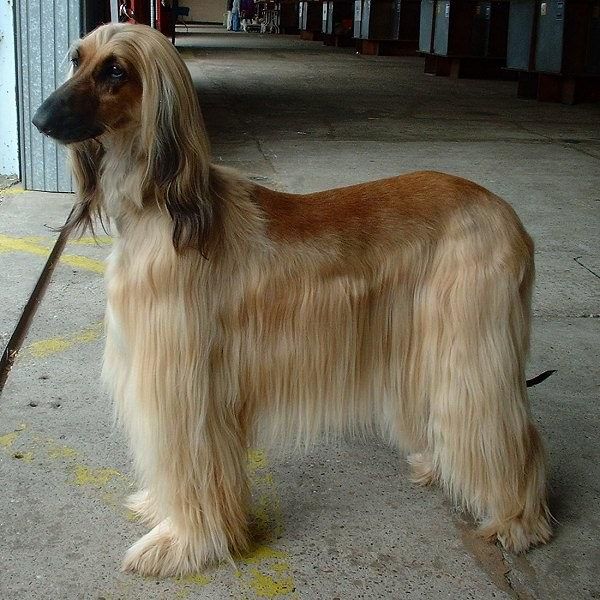 Groom A Dog Hound Dog Breeds Afghan Hound Dog Breeds