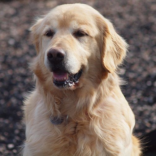 This Is Sadie 7 Yrs She Is A Retired Breeder Girl She Is Timid