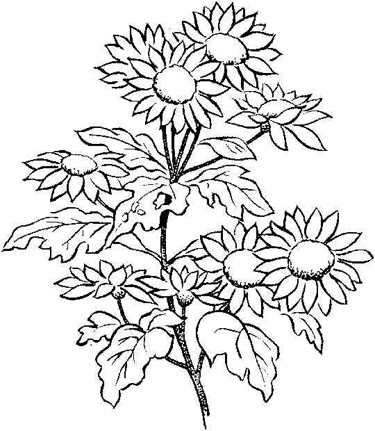 87 Flower Growing Coloring Pages For Free 87 Flower Growing Coloring Pages For Free