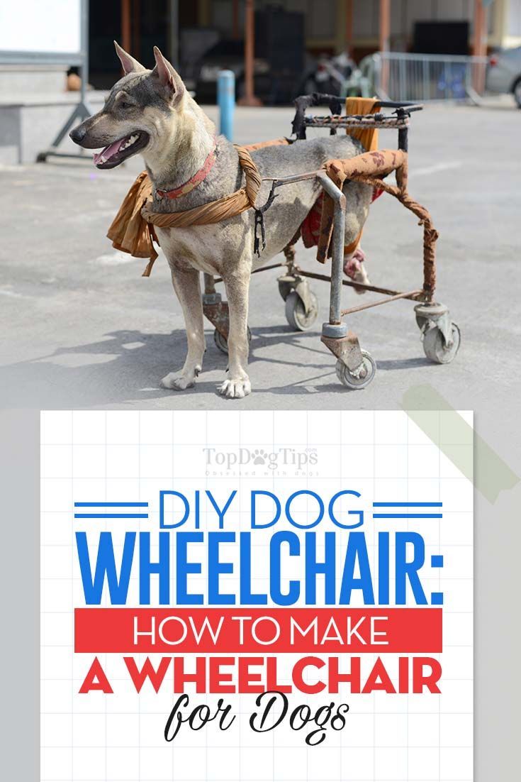 How To Make A Wheelchair For Dogs By Yourself Dog Wheelchair
