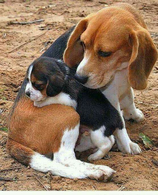 Pin By Launa Harmon Delp On Ranch Life Baby Beagle Cute