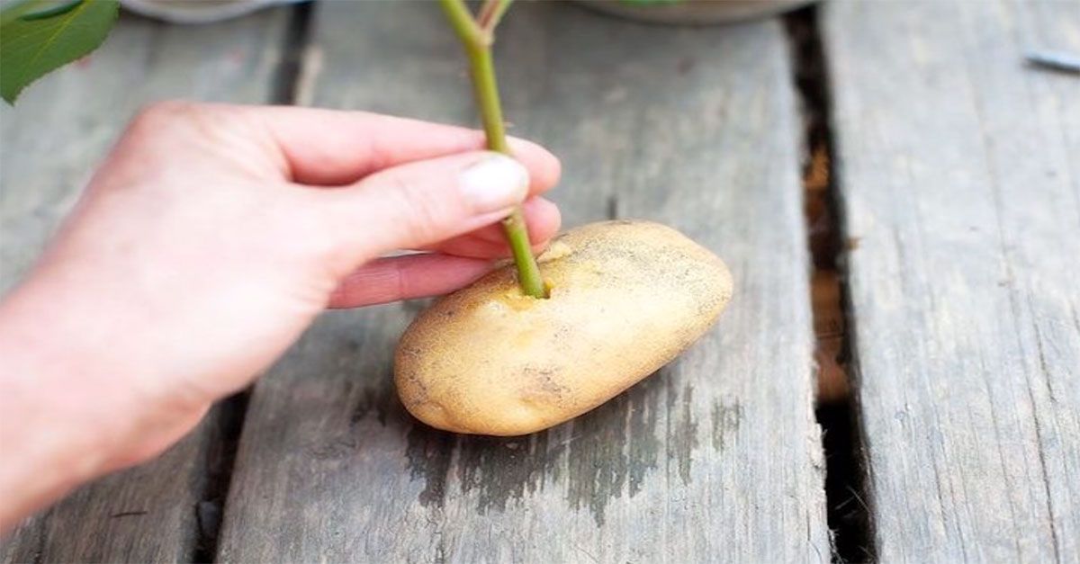Can You Grow Roses From Cuttings In Potatoes Pin On الغرس