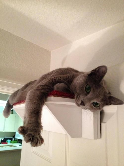 Cat Saves His Buddy From Falling Off A Ledge Gif Funny Cat Videos Funny Animal Pictures Funny Cats And Dogs